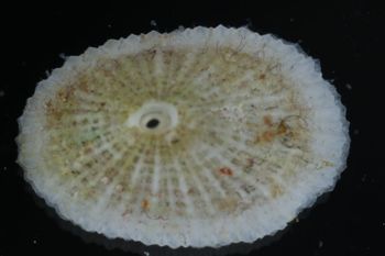 Media type: image;   Malacology 393854 Description: shell;